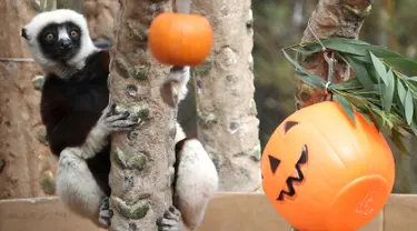 Seekor lemur sifaka menatap labu yang diletakkan di dalam kadang Kebun Binatang San Francisco, California, pada 26 Oktober 2018. Lemur di kebun binatang tersebut menerima labu berisi kudapan untuk merayakan Halloween. (Justin Sullivan/Getty Images/AFP)