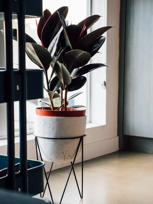 Rubber Plant