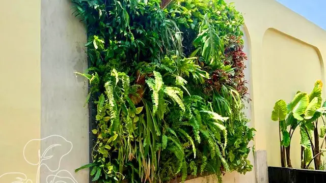 Kakak Berkebun, jasa mempercantik taman dan isi rumah dengan tanaman outdoor maupun indoor