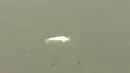 Seekor paus Beluga di sungai Seine di Saint-Pierre-la-Garenne, barat Paris, Kamis, 4 Agustus 2022. Di perairan laut, Beluga memakan berbagai jenis ikan serta gurita, cumi-cumi, kepiting, udang, dan hewan lainnya. Namun sungai air tawar tidak dapat menopang kebutuhan makanannya. (SDIS27 via AP)