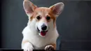 Seekor anjing jenis Corgis terlihat di kafe anjing bernama Corgi In The Garden di Bangkok, Thailand. Di cafe Corgi in The Garden, pengunjung akan menemukan 12 ekor anjing ras Corgi yang lucu, menjadi ciri khas kafe ini. (REUTERS/Soe Zeya Tun)