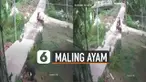 Yang niat awalnya mencuri malah jadi tukar ayam.