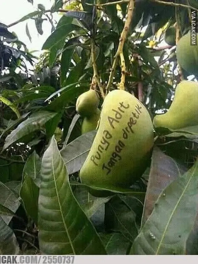 6 Tulisan di Mangga Ini Nyeleneh Banget, Kocak