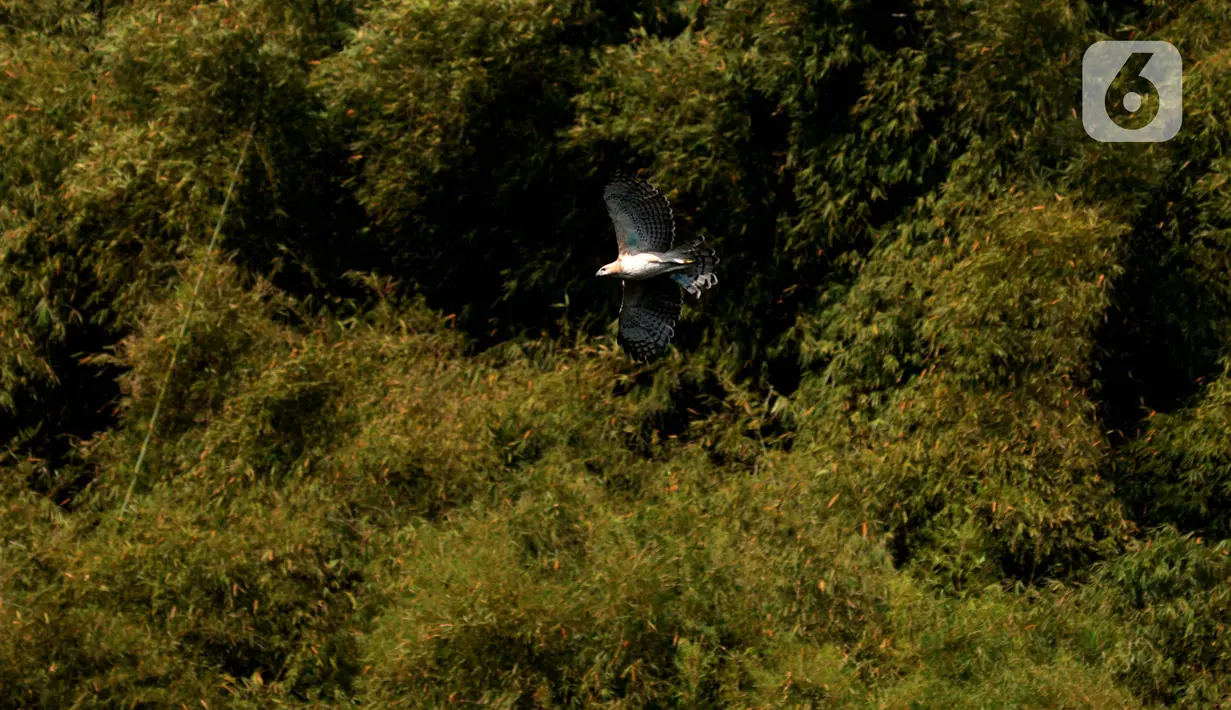 Elang Brontok (Nisaetus Cirrhatus) terbang ke alam liarnya. (merdeka.com/Imam Buhori)