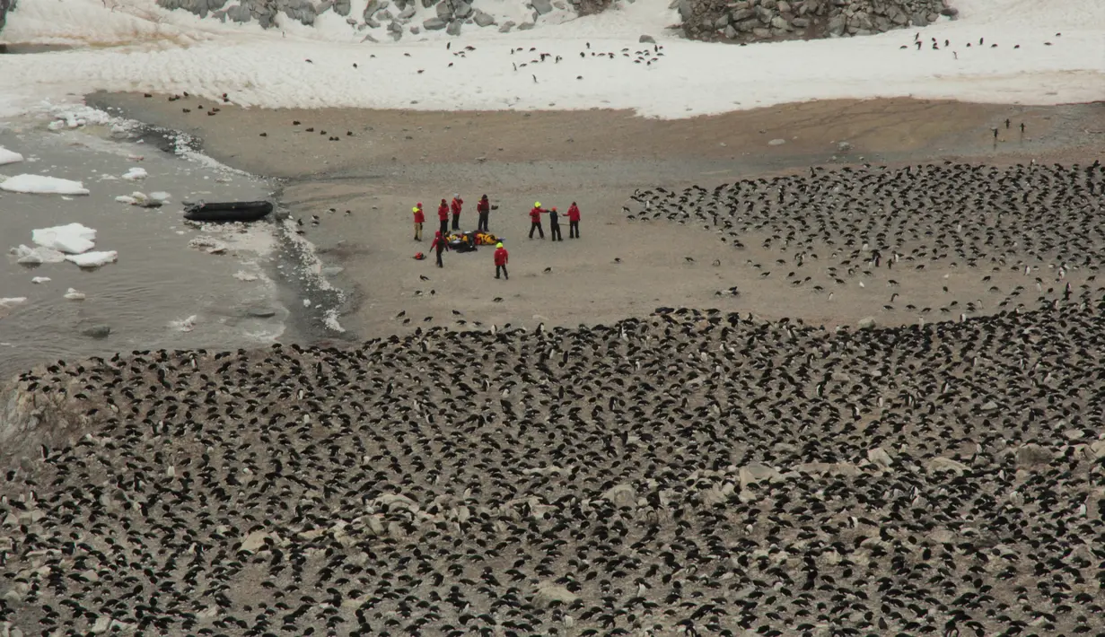 Sejumlah ilmuwan melakukan penelitian terhadap penguin Adelie di Pulau Heroina, Danger Islands, Antartika (2/3). Para ilmuwan telah menemukan koloni besar penguin langka di sebuah pulau Antartika terpencil. (Rachael Herman / Penguinwatch / AFP)