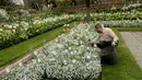 Sebuah tim telah menghabiskan 18 pekan untuk menanam berbagai bunga, seperti mawar putih, tulip, dan bunga-bunga kesukaan Putri Diana lainnya di The White Garden, London, Kamis (13/4). (AP Photo / Matt Dunham)