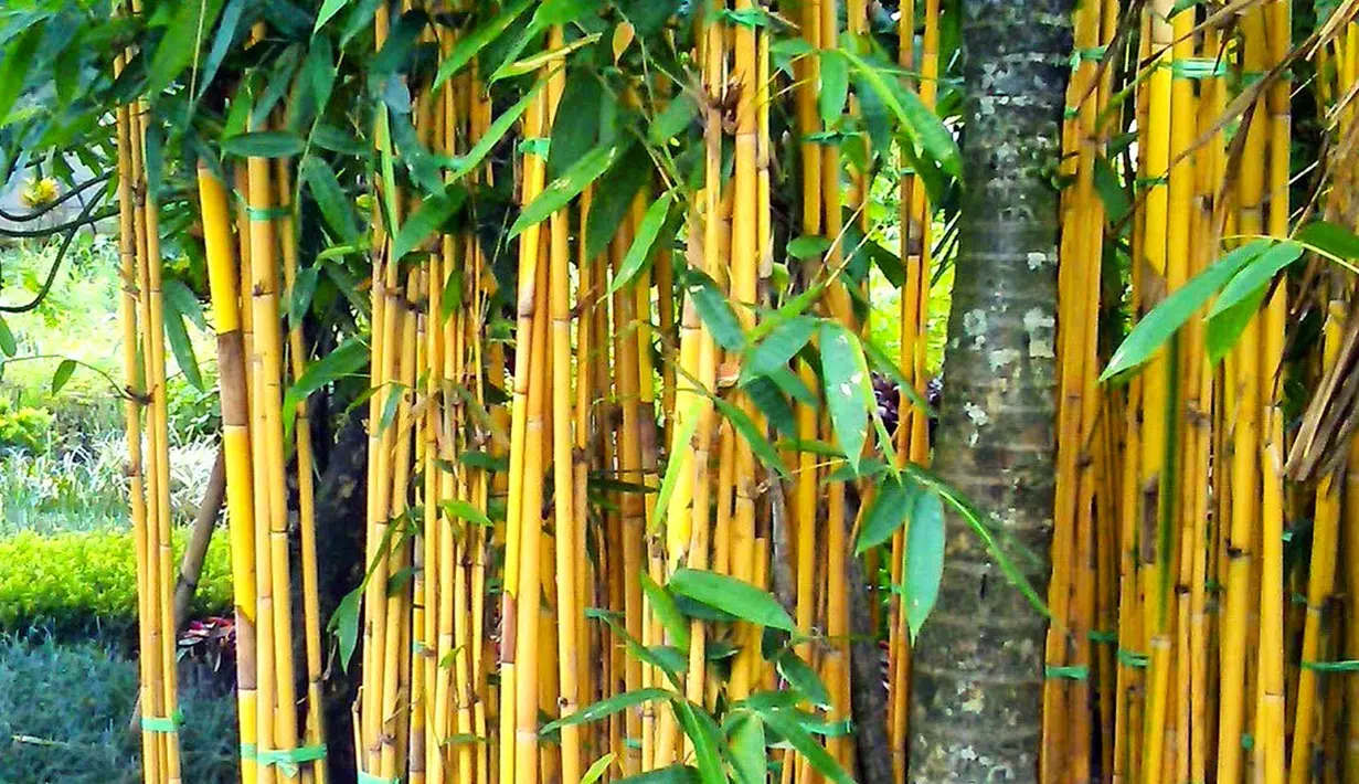 Selain sebagai penghias taman atau pagar rumah, Bambu Kuning dipercaya mampu menolak maling atau pencuri. Konon, kekuatannya semakin bertambah jika ditanam berdampingan dengan Tebu Ireng. (Istimewa)