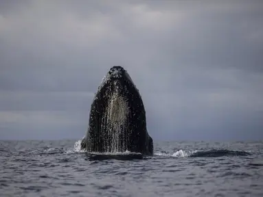 Paus bungkuk muncul ke permukaan di perairan Bahía Solano, Kolombia, Selasa, 29 Agustus 2023. (AP Photo/Ivan Valencia)