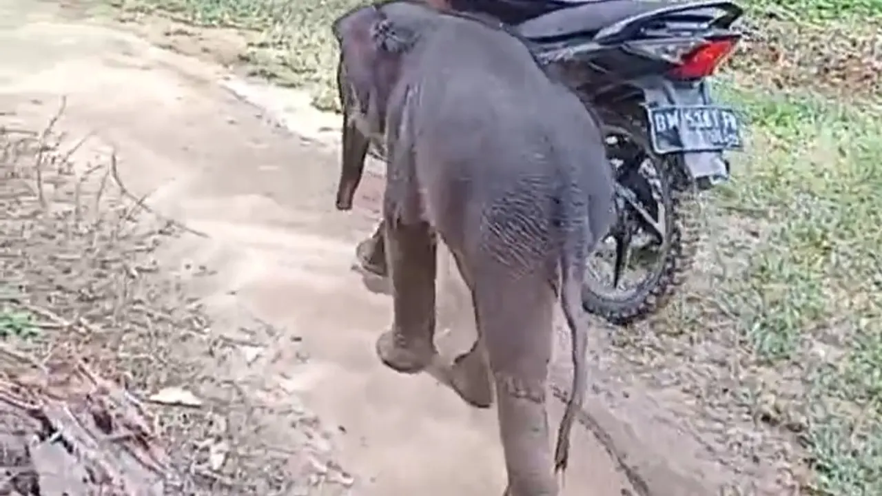Bayi gajah ditinggal induknya mengikuti seorang warga yang melintas di perkebunan sawit Kabupaten Kampar.