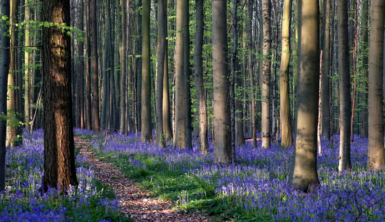 Bunga bluebells liar, yang mekar sekitar pertengahan April, mengubah lantai hutan menjadi biru, membentuk karpet di Hallerbos, juga dikenal sebagai 'Hutan Biru', dekat Halle, Belgia (18/4). Meski liar, Pemandangan bunga  bluebell terlihat sangat indah. (Reuters/Yves Herman)