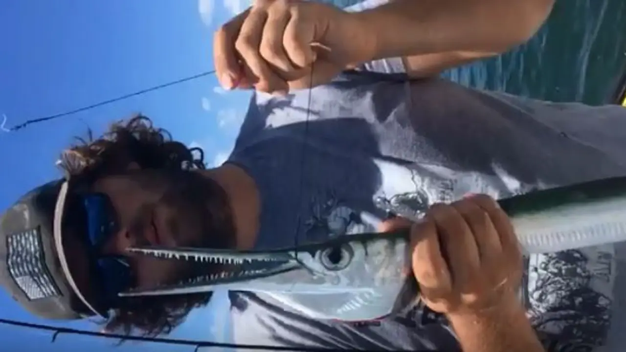 Houndfish