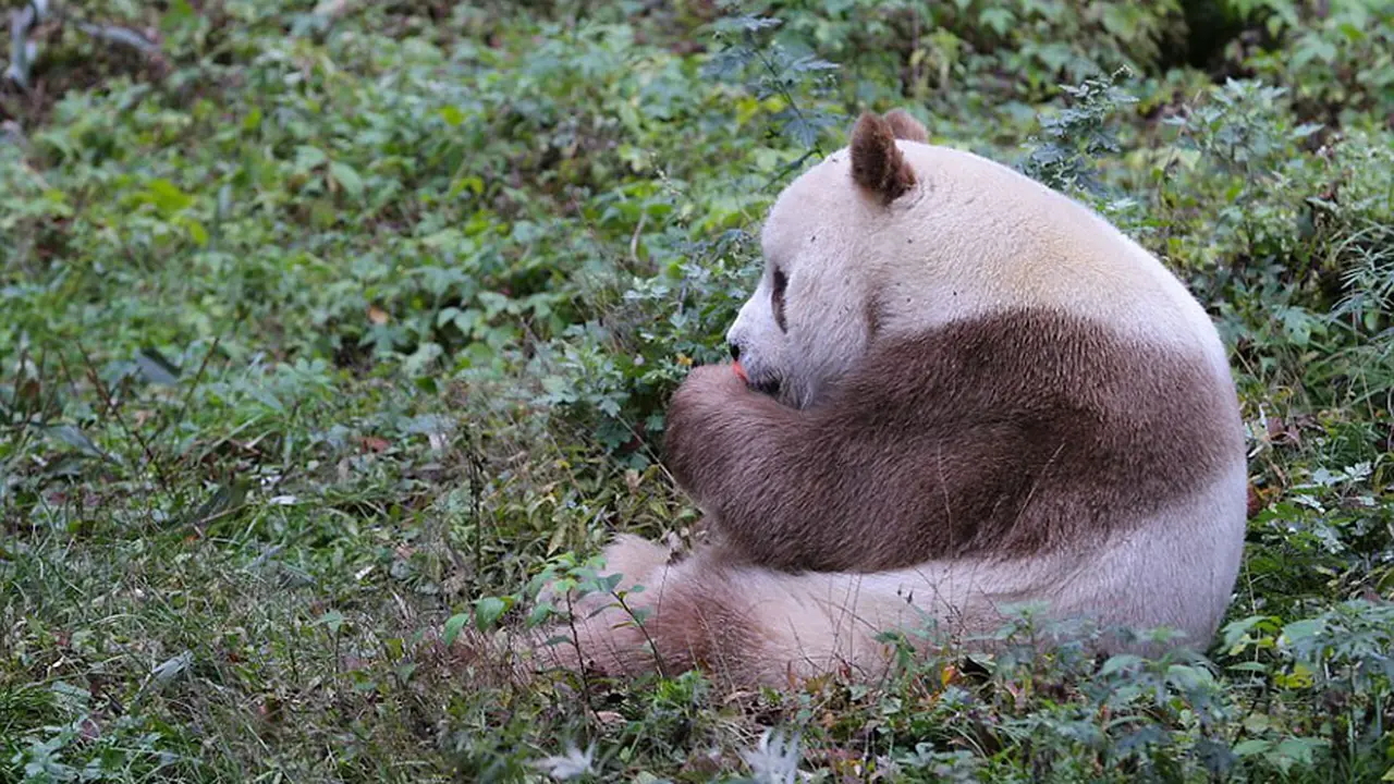 [Bintang] panda 