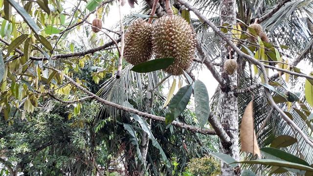 Download 100+ Gambar Durian Kamun Terbaru Gratis