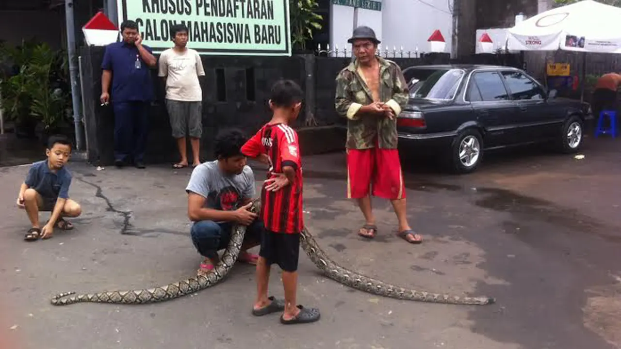 Ular Besar Ditemuka di Sekitar Universitas Moestopo