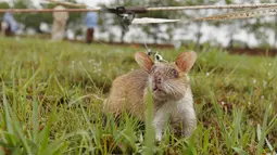 Seekor tikus saat mendeteksi ranjau selama latihan di Siem Reap, Kamboja (13/7/2015). APOPO telah menggunakan tikus untuk proyek tambang-kliring di beberapa negara, termasuk Angola, Mozambik, Thailand, Laos, dan Vietnam. (REUTERS/Samrang Pring)