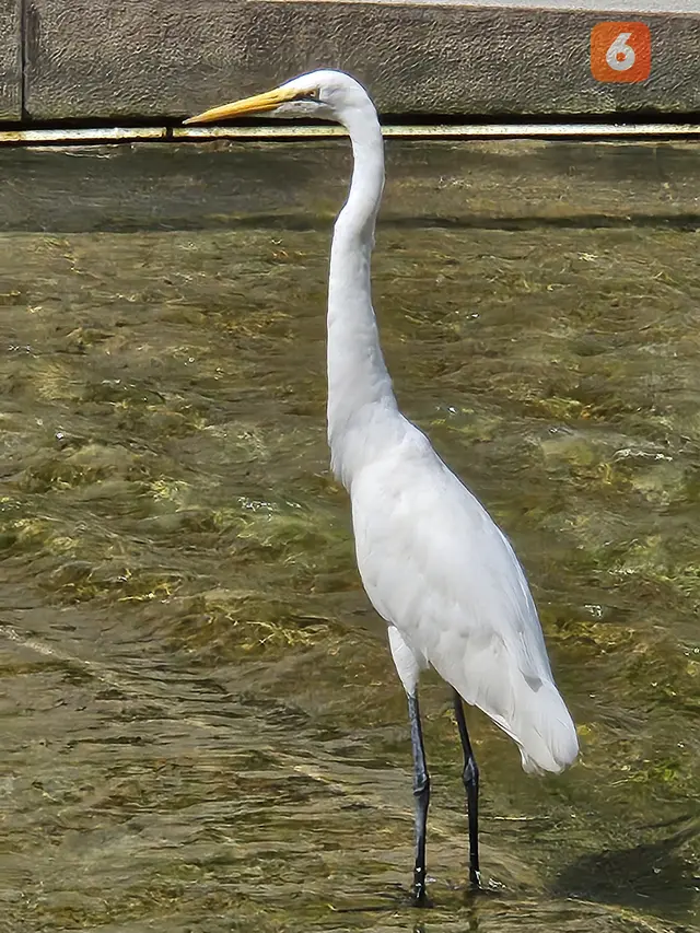 Hasil foto dengan fitur zoom di Samsung Galaxy Z Fold5 (Liputan6.com/Giovani Dio Prasasti)