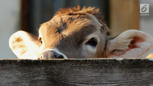 Sapi