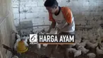 Guna mengurangi kerugian akibat anjloknya harga ayam, pengusaha bibit ayam memusnahkan DOC anak ayam. Harga ayam potong anjlok hingga Rp 9.000 /kg dari harga sebelumnya Rp 15.000/kg. Sementara peternak tradisional menghentikan kegiatan dan mengosongk...
