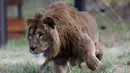 Saeed (2) yang berhasil diselamatkan dari Suriah dan dilepaskan ke kandang di Lionsrock Lodge and Big Cat Sanctuary, Bethlehem, Afrika Selatan, Senin (26/2). Four Paws menyelamatkan dua singa dari zona perang di Irak dan Suriah. (AP Photo/Themba Hadebe)
