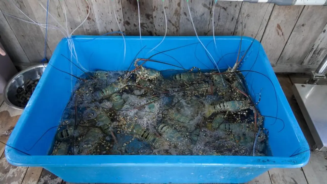 Pemerintah Indonesia melalui Kementerian Kelautan dan Perikanan (KKP) memperkuat kerja sama perikanan dengan Vietnam. Kerja sama ini dinilai membawa prospek cerah pada pengembangan budidaya lobster.