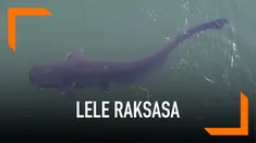 Warganet dihebohkan dengan penampakan video yang menampilkan lele raksasa seberat 100 kg. Beberapa menduga ikan tersebut adalah hasil mutasi.