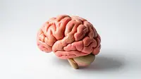 Kasus Meningitis Naik di Kent, Inggris Keluarkan Peringatan Kesehatan Mendesak