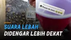 Momen tidak terduga yang jarang sekali dilakukan. Unik dan lucu jika mendengarkan suara lebah lebih dekat.
