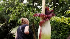Pengunjung wanita mengamati bunga bangkai Titan Arum asal Sumatera, yang dipamerkan di taman botani di Kota Brussels, Belgia, Kamis (28/7). Bunga bernama latin 'Amorphophallus titanum' itu menyedot perhatian wisatawan di sana. (REUTERS/Francois Lenoir)