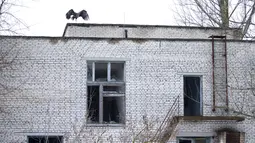 Elang putih terbang di atap bekas sekolah di zona eksklusi 30 km/19 mil di sekitar lokasi bencana reaktor nuklir Chernobyl, Belarus, 5 Maret 2016. Chernobyl  ditinggalkan penghuninya tahun 1986 setelah ledakan reaktor nuklir. (REUTERS/Vasily Fedosenko)