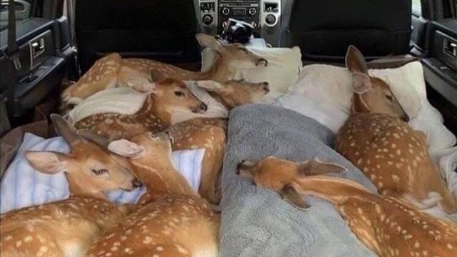 Kumpulan Potret Mobil yang Disulap Jadi Angkutan Hewan Ternak (ist)