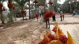 Petani memanen kurma di sebuah perkebunan di Deir el-Balah, Jalur Gaza pada 1 Oktober 2020. Musim panen kurma biasanya dimulai awal Oktober, setelah musim hujan pertama. (AP Photo/Adel Hana)