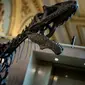 Museum Natural History London copot replika kerangka dinosaurus yang telah dipajang dari seabad yang lalu. (JEFF PACHOUD/AFP)