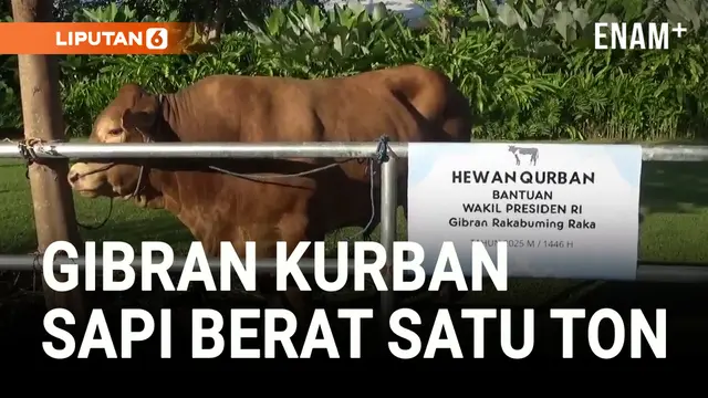 VIDEO: Wapres Shalat IED di Masjid Zayed dan Kurban Sapi Limosin Satu Ton