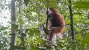 Seekor orangutan bergerak di antara dahan pepohonan setelah dilepasliarkan di Hutan Lindung Batu Nyambu, Kabupaten Ketapang, Kalimantan Barat, Kamis (29/10/2026). Orangutan tersebut merupakan satu dari sembilan individu yang diselamatkan dari kebakaran hutan dan dikembalikan ke habitat alaminya. (Ilham Pratama/AFP)