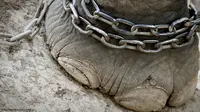 Aktivis Desak Polri Tangkap Pembunuh Gajah di Aceh