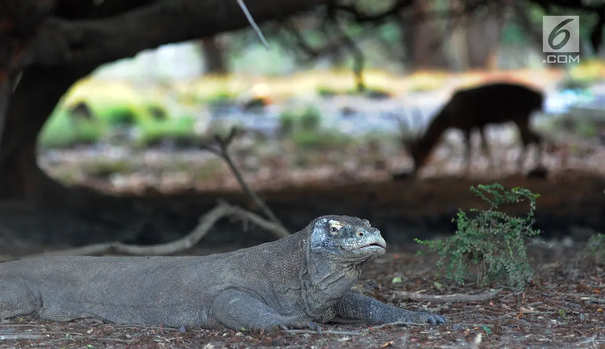 <p>Komodo berkeliaran di Pulau Rinca, Taman Nasional Komodo, NTT, Minggu (14/10). Pulau Rinca dapat dijangkau selama dua jam dari Labuan Bajo dengan menggunakan perahu kayu. (Merdeka.com/Arie Basuki)</p>