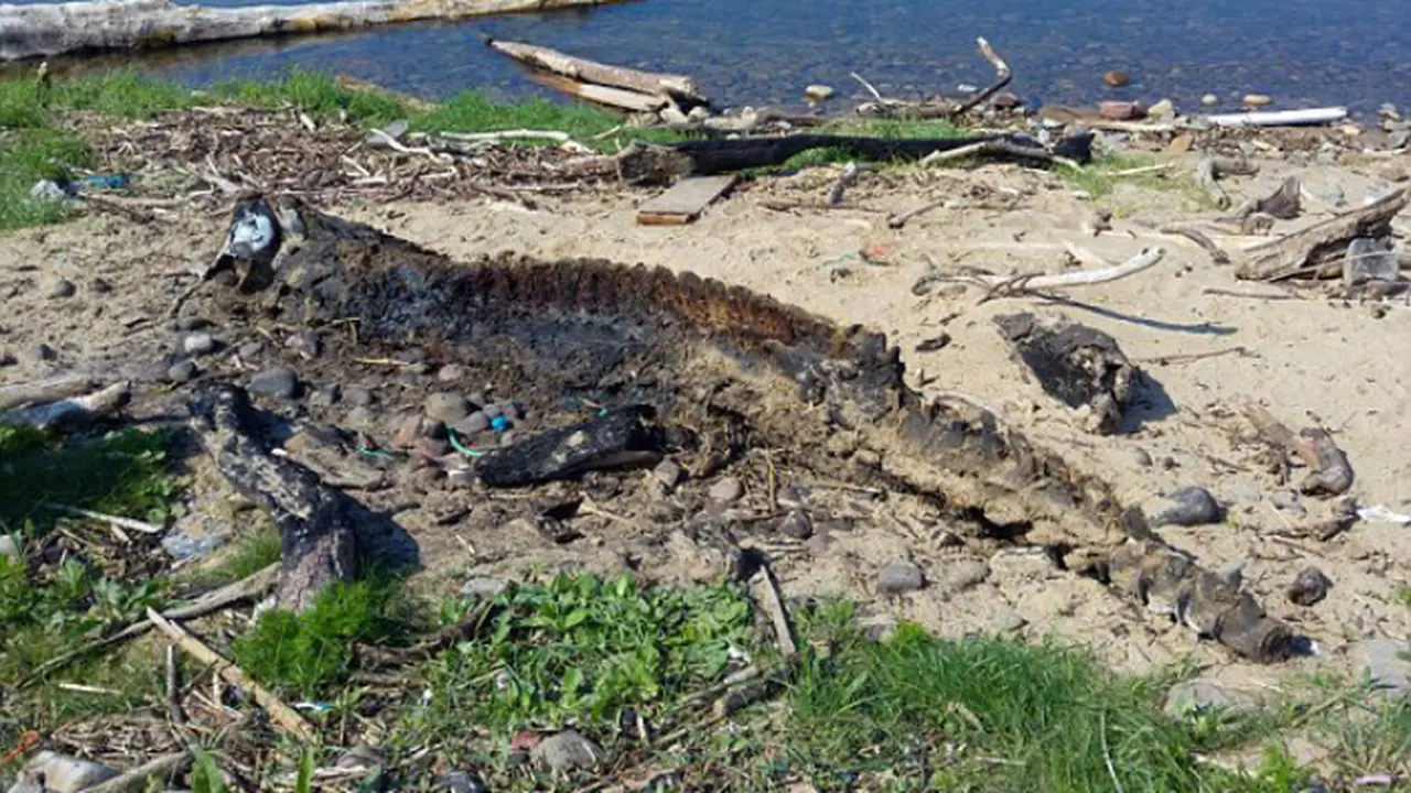 Bangkai misterius yang dijuluki 'monster laut' ditemukan terdampar di sebuah pantai di Inggris