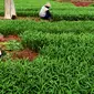 Petani memetik sayur ketika panen Kangkung di lahan garapan Banjir Kanal Timur, Cakung, Jakarta, Rabu (15/5/2019). Meski memanfaatkan lahan kosong untuk dijadikan lahan produktif, namun dengan kondisi cuaca tak menentu seperti ini kadang petani mengalami rugi. (merdeka.com/Imam Buhori)