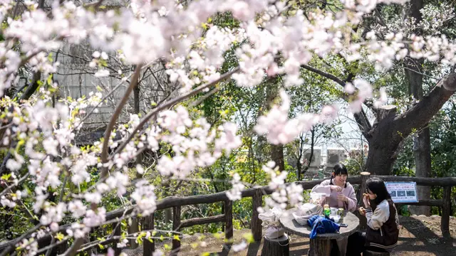 Tradisi Hanami, Menikmati Indahnya Bunga Sakura