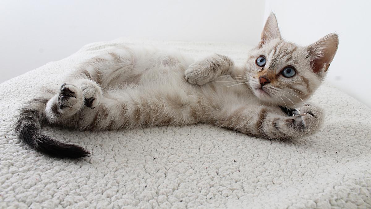 Empat Hari Hilang Sampai Bikin Khawatir, Kucing Ini Ditemukan di Tempat Tak Terduga