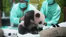 Dokter hewan merawat Satrio Wiratama atau Rio, anak panda raksasa pertama yang lahir di Indonesia, saat pratinjau media di Taman Safari Indonesia, Bogor, Jawa Barat, Jumat 15 Mei 2026. (AP Photo/Achmad Ibrahim)