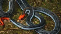 Kebanyakan ular memiliki racun yang bisa menjadi pengancam nyawa manusia, namun untuk yang satu ini berbeda pengaruhnya.