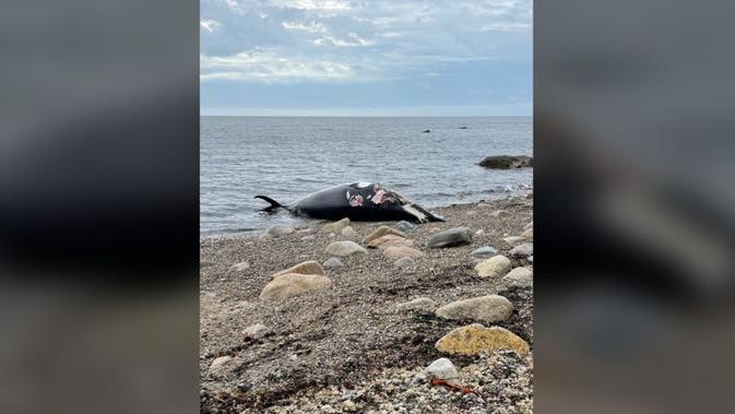 Bangkai paus minke yang terdampar di pantai pribadi di Plymouth, Massachusetts. (NOAA Fisheries New England/Mid-Atlantic)