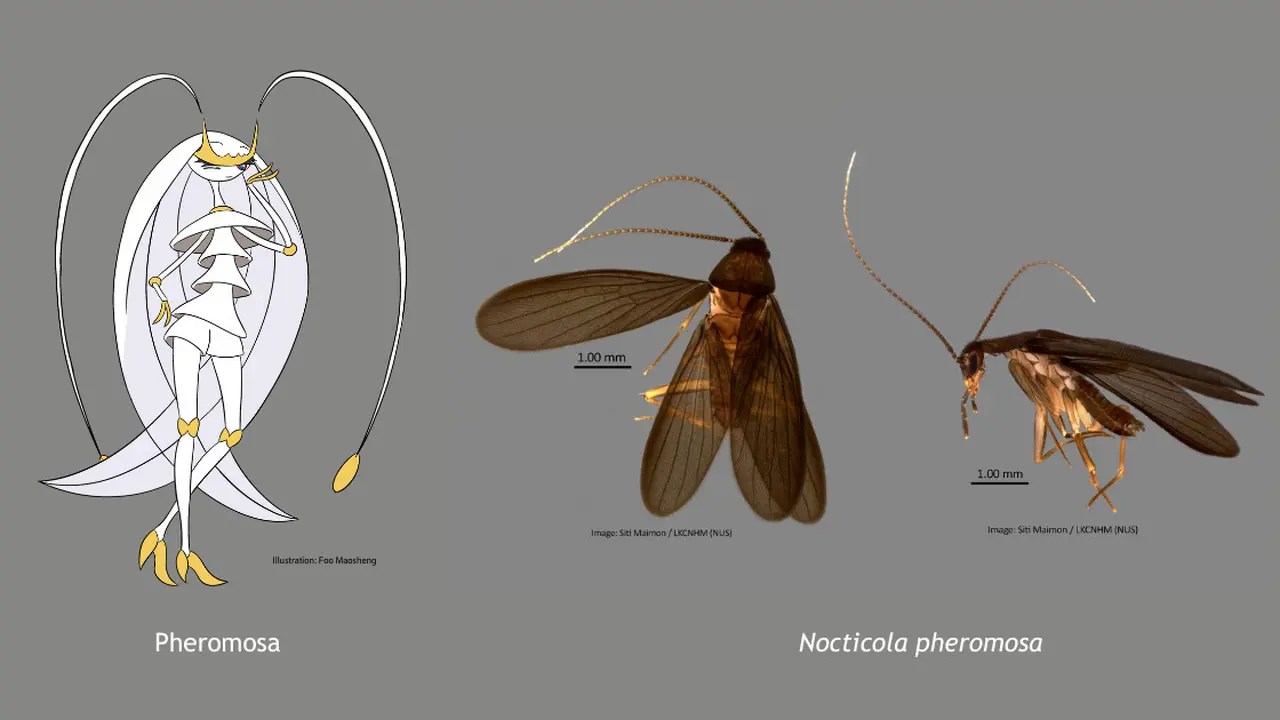 Pheromosa