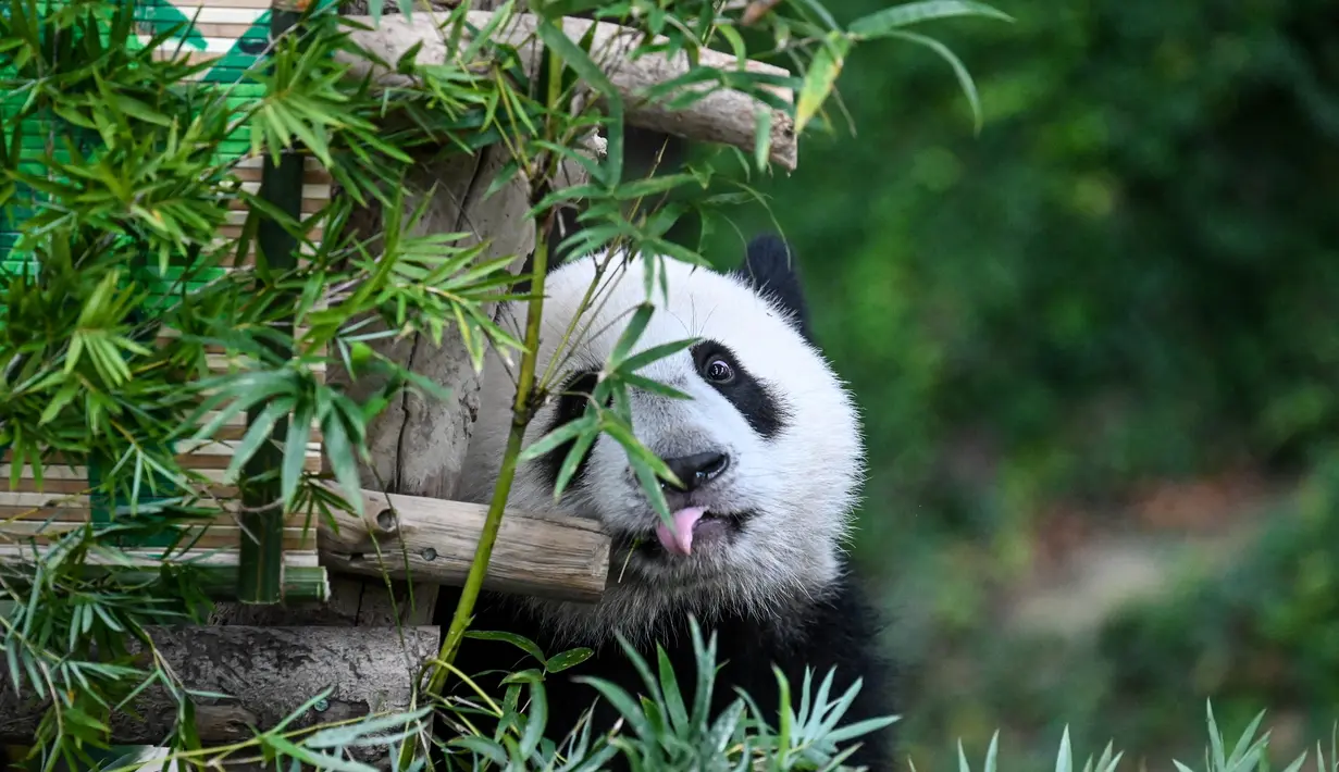 Panda betina Sheng Yi mencari makan di daun bambu di kandang panda di Kebun Binatang Nasional di Kuala Lumpur pada 25 Mei 2022. Sheng Yi yang dilahirkan pada 31 Mei tahun lalu kini berada dalam keadaan sehat dan telah mencapai berat melebihi 27 kilogram. (AFP/Mohd Rasfan)