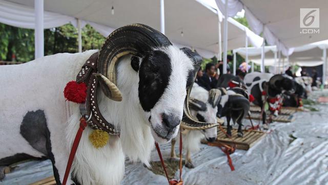 Jambore Peternakan Nasional 2017