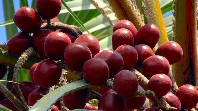 ilustrasi buah zuriat