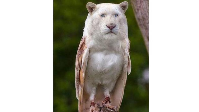 7 Foto Editan Hewan Ini Nyeleneh Banget, Bikin Bingung