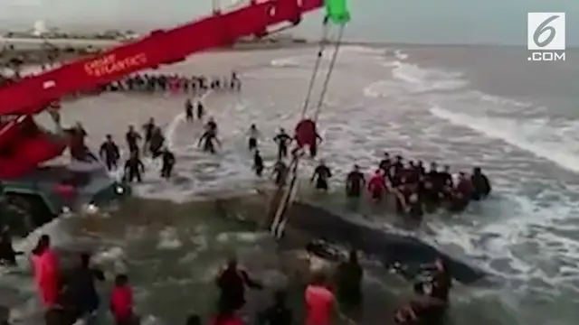 VIDEO: Paus Seberat 6 Ton Mati Terdampar di Argentina