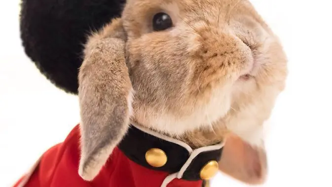 PuiPui, kelinci paling stylish di dunia. Foto: Boredpanda.com